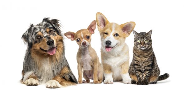 Bradenton Pets