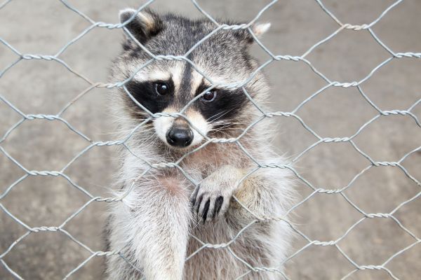 Bradenton Wildlife Removal