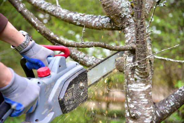 Bradenton Tree Trimming